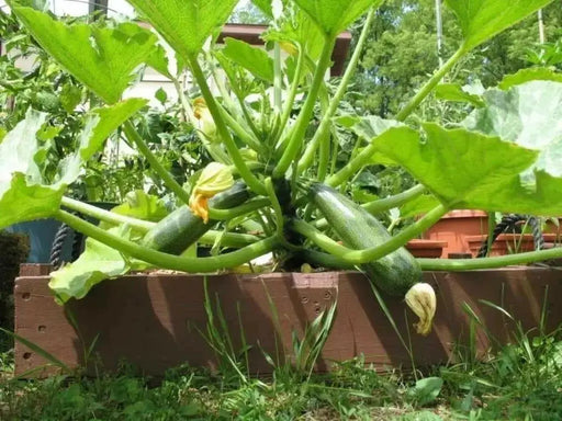Squash Summer Black Beauty Zucchini ,HEIRLOOM Seeds, highly productive ! - Caribbean garden seed