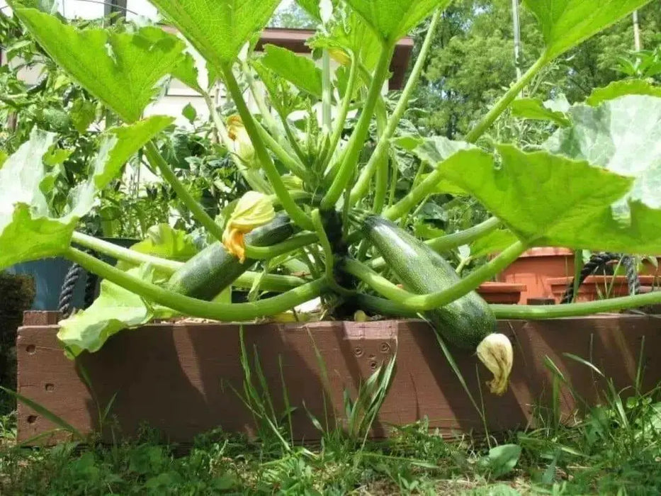Squash Summer Black Beauty Zucchini ,HEIRLOOM Seeds, highly productive ! - Caribbean garden seed