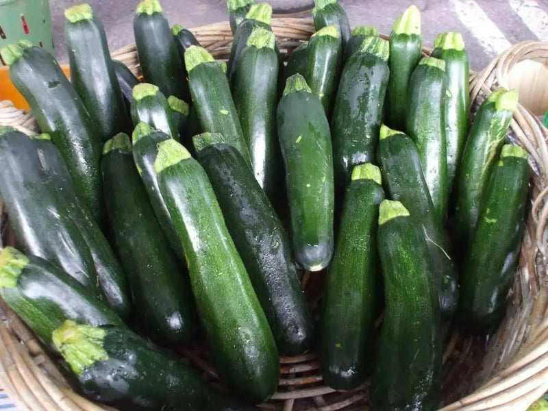Squash Summer Black Beauty Zucchini ,HEIRLOOM Seeds, highly productive ! - Caribbean garden seed