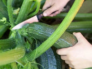 Squash Summer Black Beauty Zucchini ,HEIRLOOM Seeds, highly productive ! - Caribbean garden seed