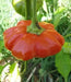 Star of Turkey"Hot Pepper Seeds,  (Capsicum Chinense) Very Rare - Caribbean garden seed