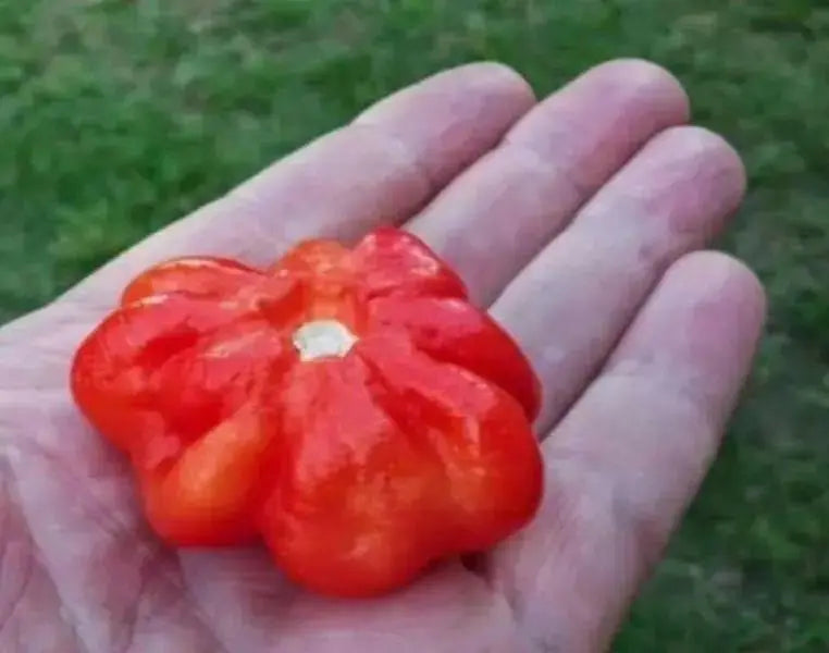 Star of Turkey"Hot Pepper Seeds,  (Capsicum Chinense) Very Rare - Caribbean garden seed