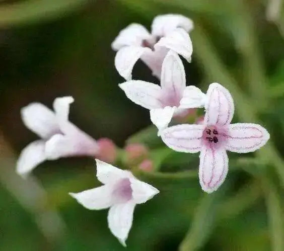 Squinancy Wort ,Woodruff Herb Seeds, hardy perennial - Caribbean garden seed
