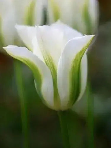 Spring Green Viridiflora ,Tulip Bulbs.fall planting - Caribbean garden seed