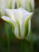 Spring Green Viridiflora ,Tulip Bulbs.fall planting - Caribbean garden seed