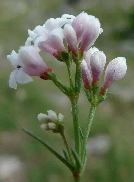 Squinancy Wort ,Woodruff Herb Seeds, hardy perennial - Caribbean garden seed