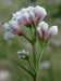 Squinancy Wort ,Woodruff Herb Seeds, hardy perennial - Caribbean garden seed