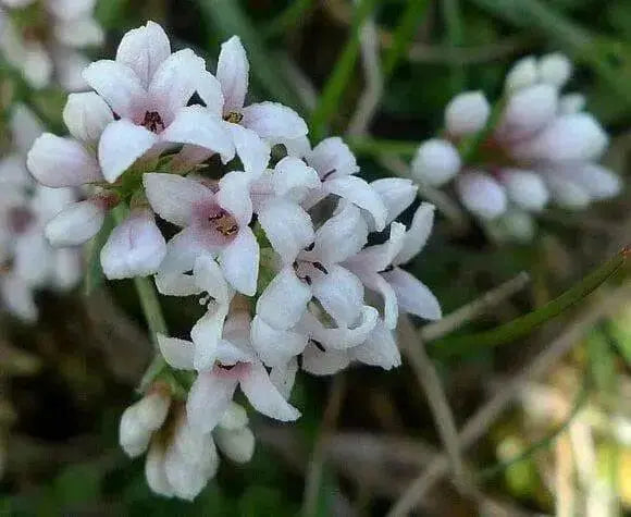 Squinancy Wort ,Woodruff Herb Seeds, hardy perennial - Caribbean garden seed