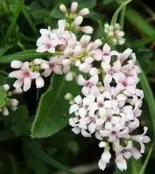Squinancy Wort ,Woodruff Herb Seeds, hardy perennial - Caribbean garden seed
