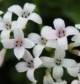 Squinancy Wort ,Woodruff Herb Seeds, hardy perennial - Caribbean garden seed