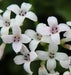 Squinancy Wort ,Woodruff Herb Seeds, hardy perennial - Caribbean garden seed