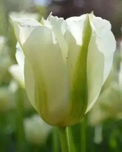 Spring Green Viridiflora ,Tulip Bulbs.fall planting - Caribbean garden seed