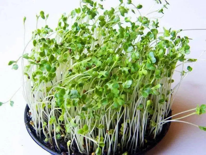 Sprouting broccoli /calabrese green ,Microgreen Seeds - Caribbean garden seed