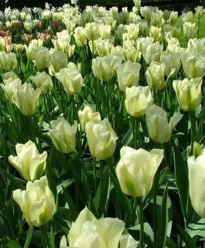 Spring Green Viridiflora ,Tulip Bulbs.fall planting - Caribbean garden seed