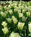 Spring Green Viridiflora ,Tulip Bulbs.fall planting - Caribbean garden seed