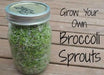 Sprouting broccoli /calabrese green ,Microgreen Seeds - Caribbean garden seed