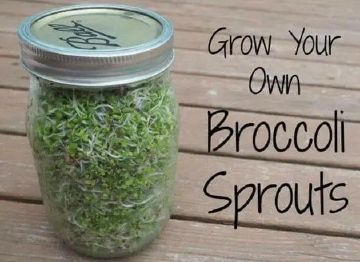 Sprouting broccoli /calabrese green ,Microgreen Seeds - Caribbean garden seed