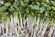 Sprouting broccoli /calabrese green ,Microgreen Seeds - Caribbean garden seed