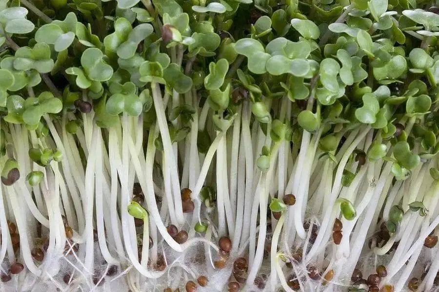 Sprouting broccoli /calabrese green ,Microgreen Seeds - Caribbean garden seed
