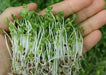 Sprouting broccoli /calabrese green ,Microgreen Seeds - Caribbean garden seed