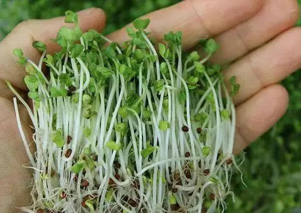 Sprouting broccoli /calabrese green ,Microgreen Seeds - Caribbean garden seed