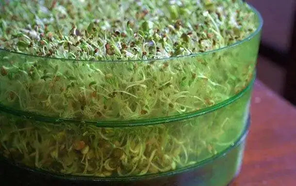 Sprouting broccoli /calabrese green ,Microgreen Seeds - Caribbean garden seed