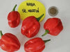 St Martin (Scotch Bonnet), Pepper Seeds, Capsicum chinense , Hot. - Caribbean garden seed