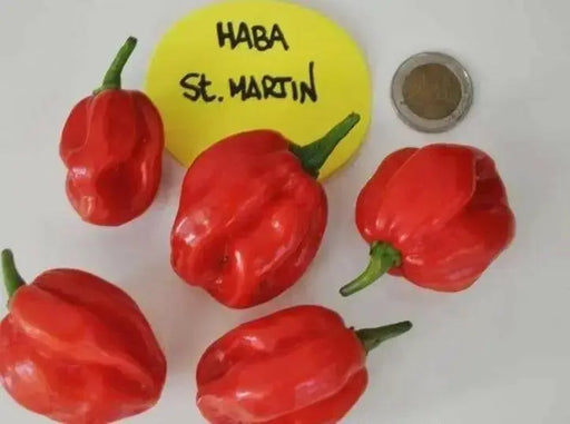 St Martin (Scotch Bonnet), Pepper Seeds, Capsicum chinense , Hot. - Caribbean garden seed