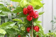 St Martin (Scotch Bonnet), Pepper Seeds, Capsicum chinense , Hot. - Caribbean garden seed