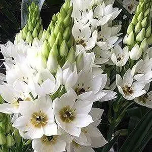 Star of Bethlehem, Dubium (WHITE) BULBS, HARDY 7-11 - Caribbean garden seed