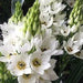 Star of Bethlehem, Dubium (WHITE) BULBS, HARDY 7-11 - Caribbean garden seed