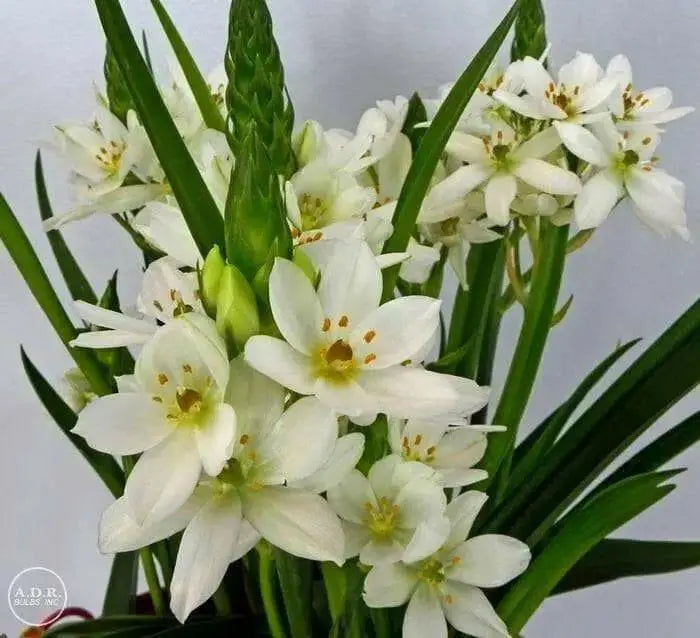 Star of Bethlehem, Dubium (WHITE) BULBS, HARDY 7-11 - Caribbean garden seed
