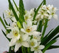 Star of Bethlehem, Dubium (WHITE) BULBS, HARDY 7-11 - Caribbean garden seed