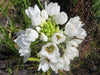 Star of Bethlehem, Dubium (WHITE) BULBS, HARDY 7-11 - Caribbean garden seed