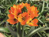 Star of Bethlehem, dubium (orange) ,flowers bulb, - Caribbean garden seed