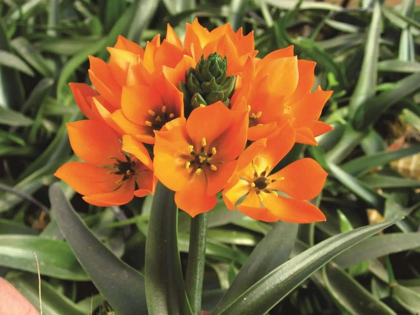 Star of Bethlehem