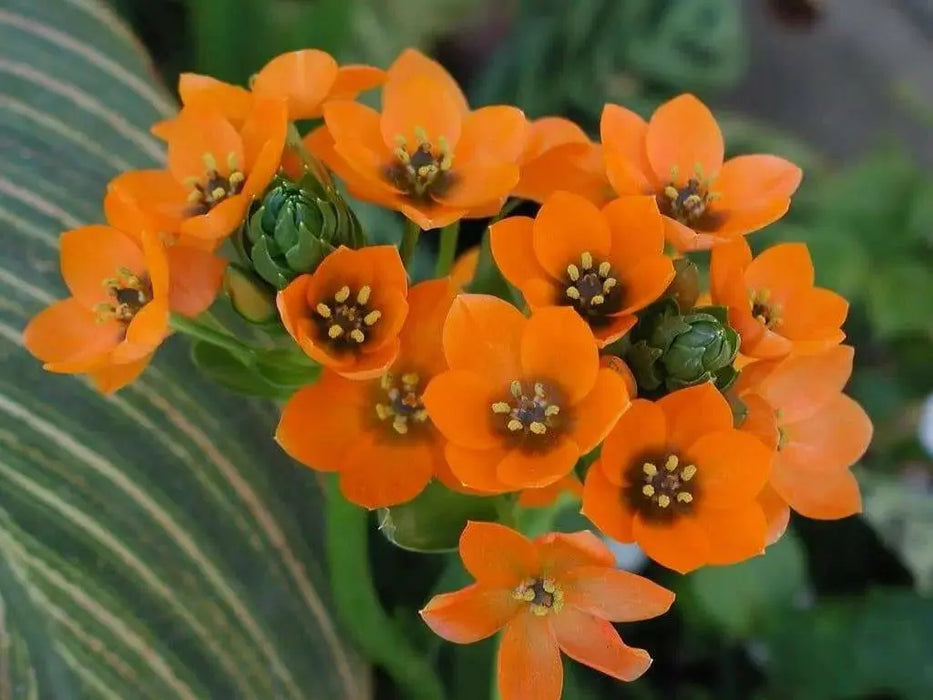 Star of Bethlehem, dubium (orange) ,flowers bulb, - Caribbean garden seed