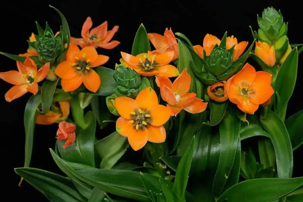 Star of Bethlehem, dubium (orange) ,flowers bulb, - Caribbean garden seed