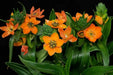 Star of Bethlehem, dubium (orange) ,flowers bulb, - Caribbean garden seed