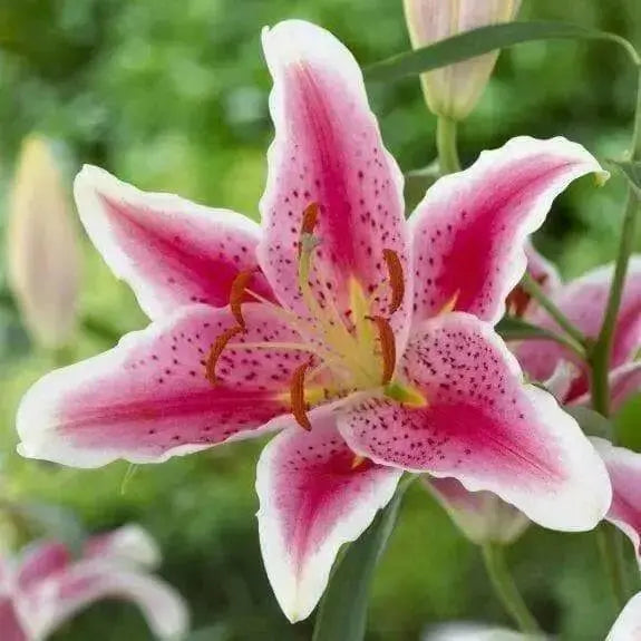 Stargazer Oriental Lily , Flower Bulbs - Caribbean garden seed
