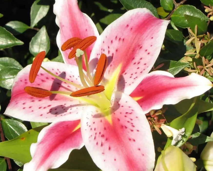 Stargazer Oriental Lily , Flower Bulbs - Caribbean garden seed