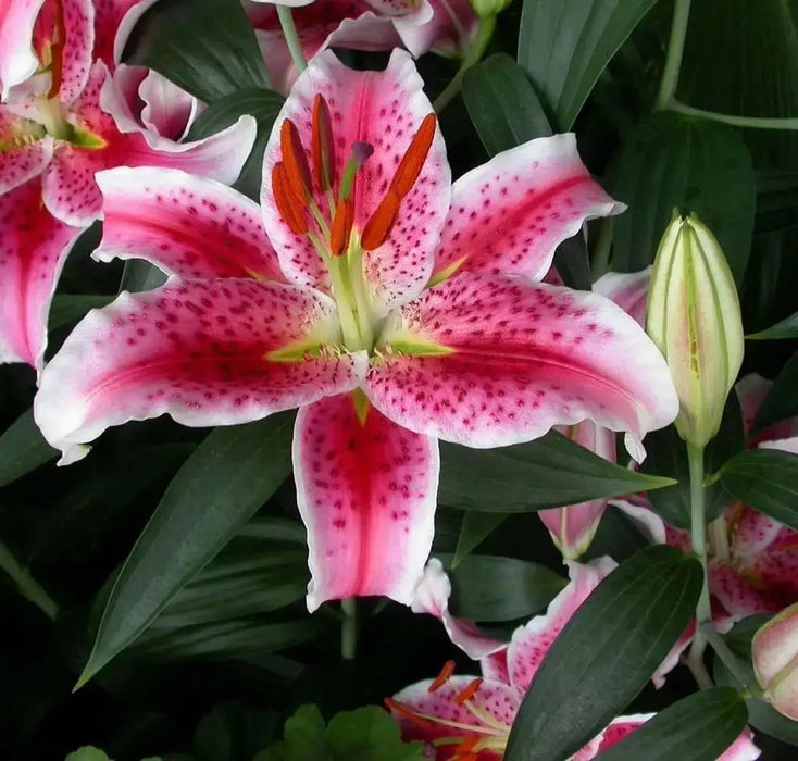 Stargazer Oriental Lily , Flower Bulbs - Caribbean garden seed