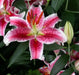 Stargazer Oriental Lily , Flower Bulbs - Caribbean garden seed