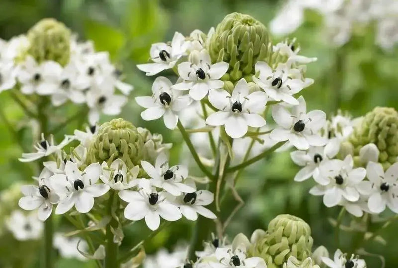 Star of Bethlehem, Arabian Starflower bulbs, - Caribbean garden seed