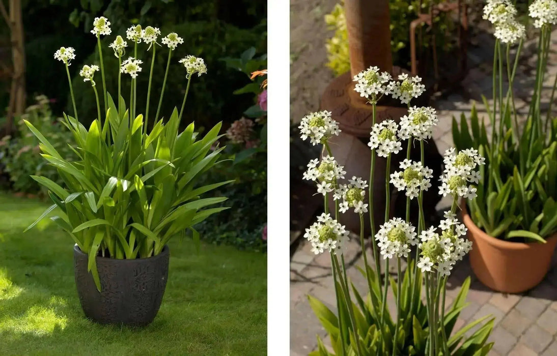 Star of Bethlehem, Arabian Starflower bulbs, - Caribbean garden seed