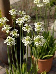 Star of Bethlehem, Arabian Starflower bulbs, - Caribbean garden seed