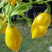 ST.LUCIA SEASONING PEPPER Seeds, Capsicum chinense - Caribbean garden seed