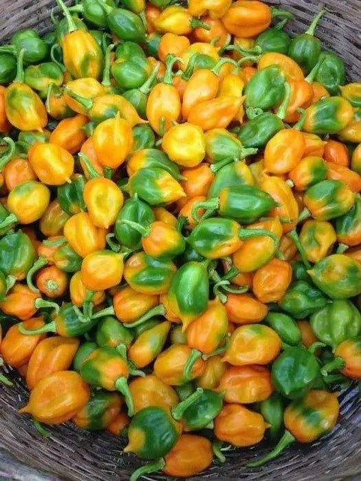 ST.LUCIA SEASONING PEPPER Seeds, Capsicum chinense - Caribbean garden seed