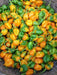 ST.LUCIA SEASONING PEPPER Seeds, Capsicum chinense - Caribbean garden seed