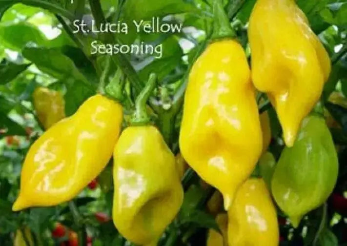ST.LUCIA SEASONING PEPPER Seeds, Capsicum chinense - Caribbean garden seed